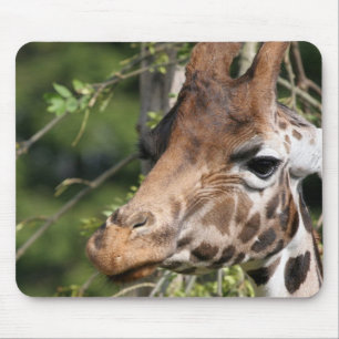 Giraffe Afbeeldingen Muismat