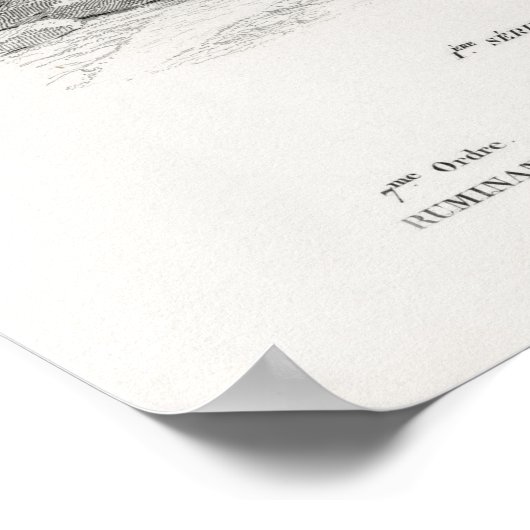 Giraffe afdruk poster (Hoek)