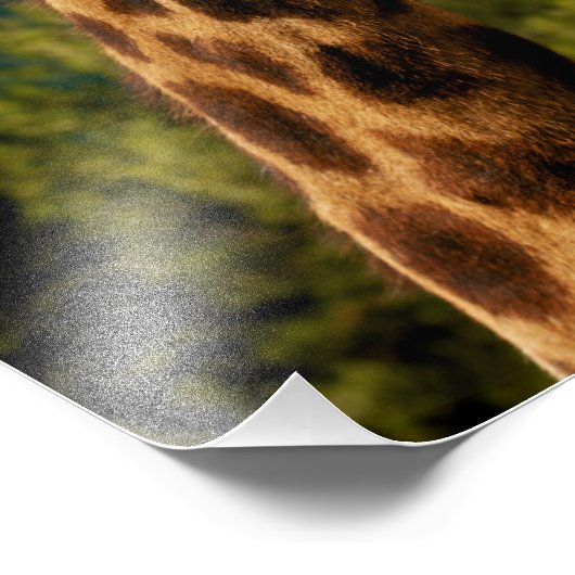 Giraffe Afdrukken sluiten Foto Afdruk (Hoek)