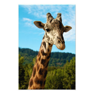 Giraffe Afdrukken sluiten Foto Afdruk