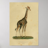  Giraffe Animal Art print natuurgeschiedenis (Voorkant)