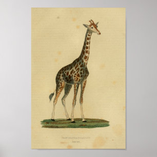  Giraffe Animal Art print natuurgeschiedenis