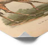  Giraffe Animal Art print natuurgeschiedenis (Hoek)