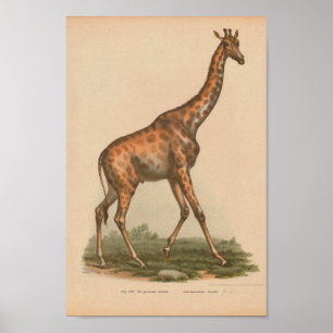  Giraffe Animal Art print natuurgeschiedenis