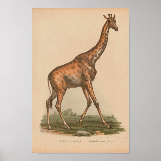  Giraffe Animal Art print natuurgeschiedenis (Voorkant)