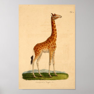  Giraffe Animal Art print natuurgeschiedenis