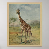  Giraffe Animal Art print natuurgeschiedenis (Voorkant)