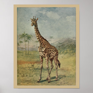  Giraffe Animal Art print natuurgeschiedenis