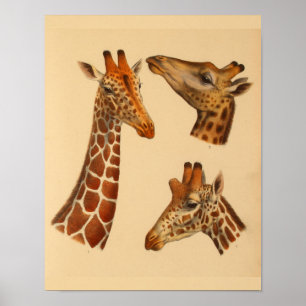  Giraffe Animal Art print natuurgeschiedenis