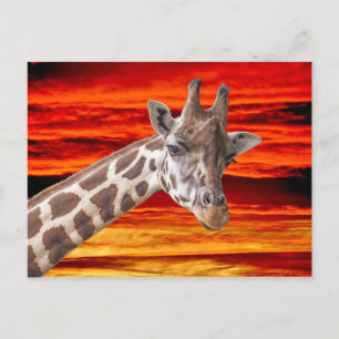 Giraffe Animal Portret tegen een Sunset Sky Briefkaart