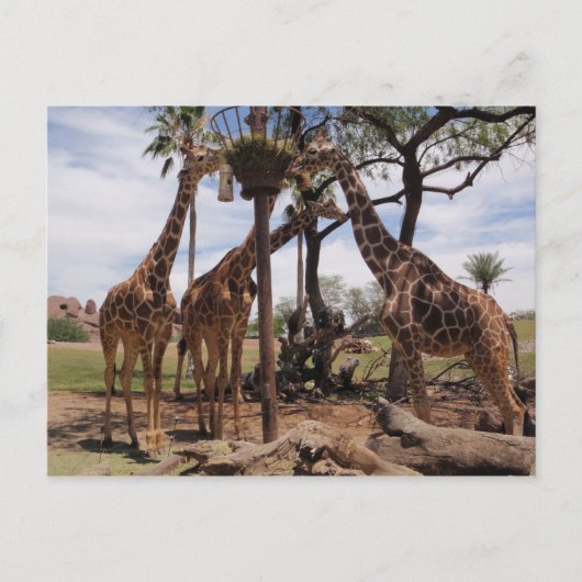 Giraffe Attack Briefkaart (Voorkant)
