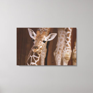 Giraffe auf Leinwand Canvas Afdruk