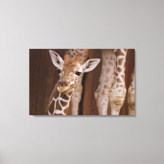 Giraffe auf Leinwand Canvas Afdruk (Voorkant)