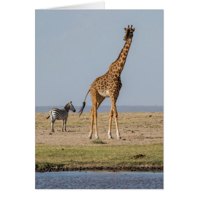 Giraffe bij een waterpoel (Voorkant)