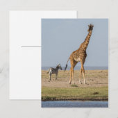 Giraffe bij een waterpoel briefkaart (Voorkant / Achterkant)