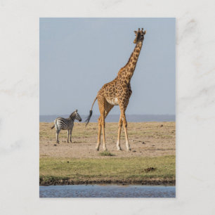 Giraffe bij een waterpoel briefkaart