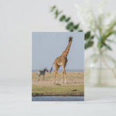 Giraffe bij een waterpoel briefkaart (Staand voorkant)