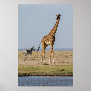 Giraffe bij een waterpoel poster