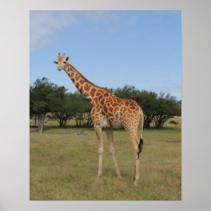 Giraffe bij Fossil Rim Poster