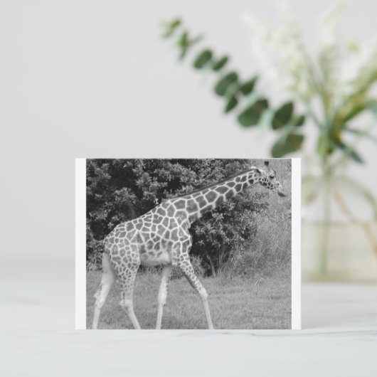 giraffe briefkaart (Staand voorkant)