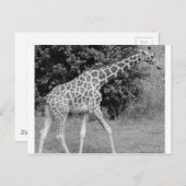 giraffe briefkaart (Voorkant / Achterkant)
