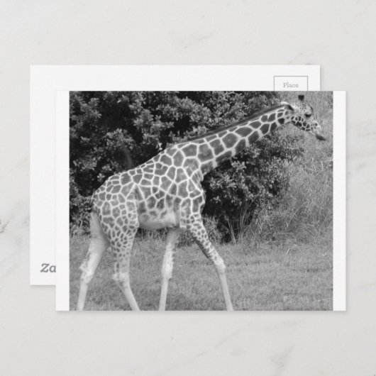 giraffe briefkaart (Voorkant / Achterkant)