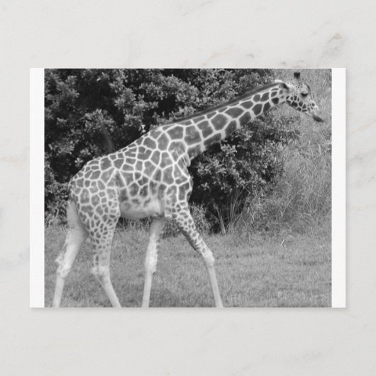 giraffe briefkaart (Voorkant)