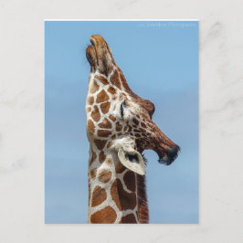 Giraffe Briefkaart