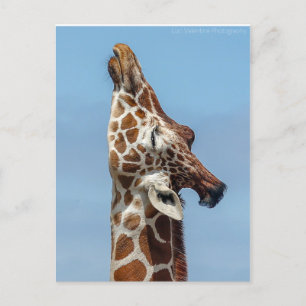 Giraffe Briefkaart