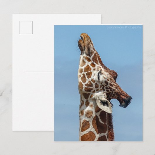 Giraffe Briefkaart (Voorkant / Achterkant)
