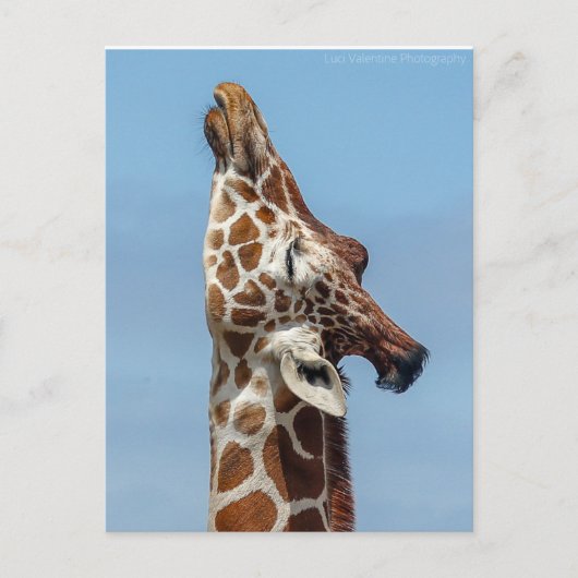 Giraffe Briefkaart (Voorkant)
