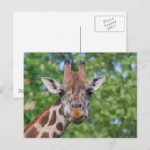 Giraffe Briefkaart (Voorkant / Achterkant)
