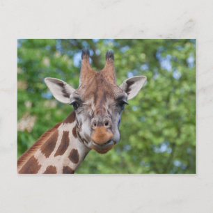 Giraffe Briefkaart