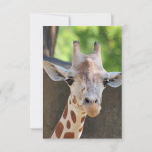 Giraffe Briefkaart