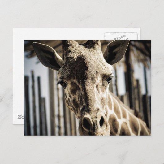 Giraffe Briefkaart (Voorkant / Achterkant)