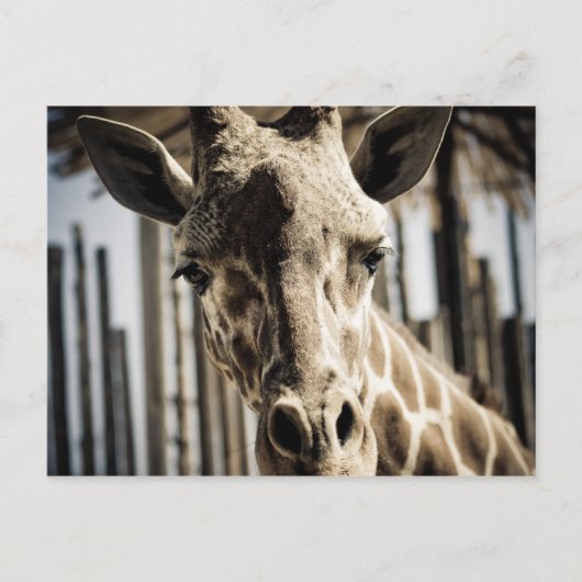 Giraffe Briefkaart (Voorkant)