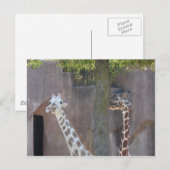 Giraffe Briefkaart (Voorkant / Achterkant)