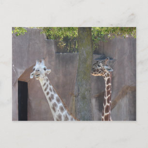Giraffe Briefkaart