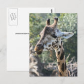 Giraffe Briefkaart (Voorkant / Achterkant)