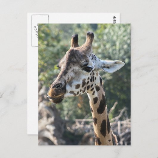 Giraffe Briefkaart (Voorkant / Achterkant)
