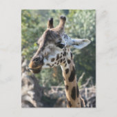 Giraffe Briefkaart (Voorkant)