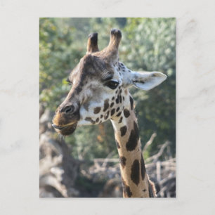 Giraffe Briefkaart