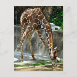 Giraffe Briefkaart