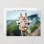 Giraffe Briefkaart (Voorkant / Achterkant)