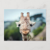 Giraffe Briefkaart (Voorkant)