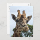 Giraffe Briefkaart (Voorkant / Achterkant)