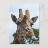 Giraffe Briefkaart (Voorkant)