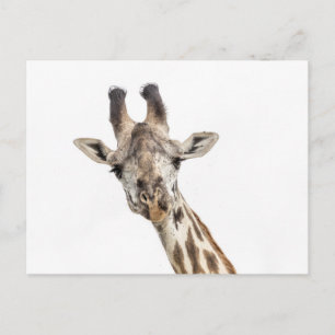 Giraffe Briefkaart