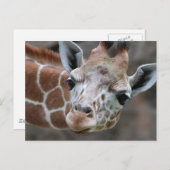 Giraffe Briefkaart (Voorkant / Achterkant)