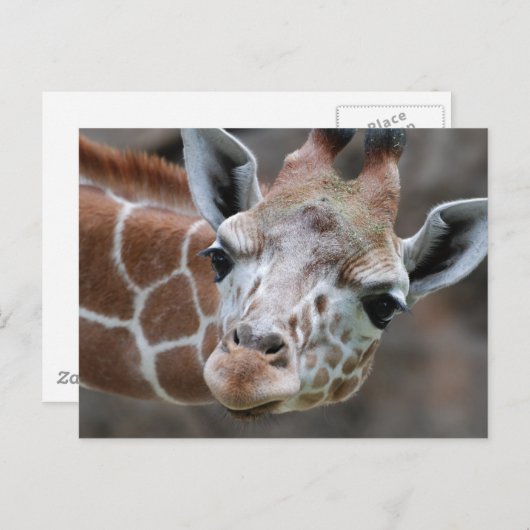 Giraffe Briefkaart (Voorkant / Achterkant)